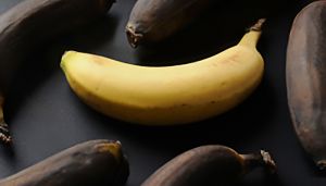 Life's going bananas: the world's commonest fruit is in danger of dying 