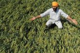 Warning: Budget for rising food prices after unseasonal rain destroys rabi crop  