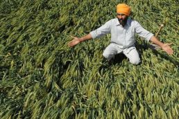 'Harvest now': Met Office alert to farmers after bad weather forecast 