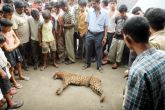 Shocking: Uttarakhand villagers are killing leopards for Rs 2,000 