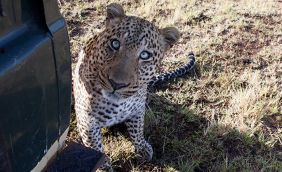 Up close with Jawai's unusual leopards - and a leopard-tracker to match 