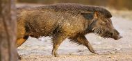 Wild boar might be classified as vermin; killed without permission 
