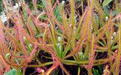 Plant species discovered through Facebook for the first time, and its carnivorous 