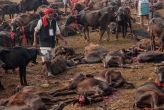 Nepal bans animal sacrifice during Gadhimai festival 