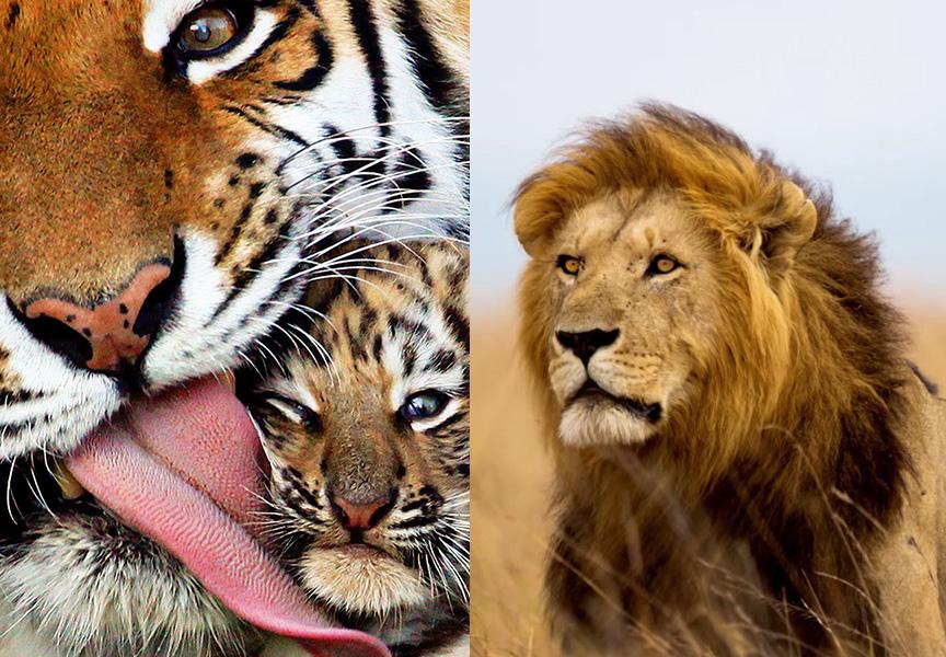 #CecilTheLion is dead, but what of the 3000 tigers on earth who may go extinct by 2020? 