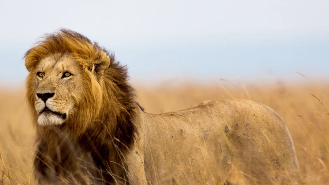 Gujarat: Woman delivers baby in ambulance surrounded by 12 lions