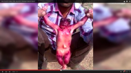 #Bizarre: strange creature caught on camera in Jodhpur claimed to be an 'alien' 