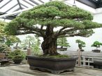 390-year-old bonsai tree -- the oldest survivor of Hiroshima blast 