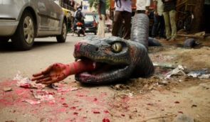 Bengaluru: commuters panic after anaconda emerges out of a pothole 