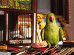 #Bizarre: Hariyal the parrot dragged to police station! Pigeon, elephant, dog, chicken who faced similar fate 