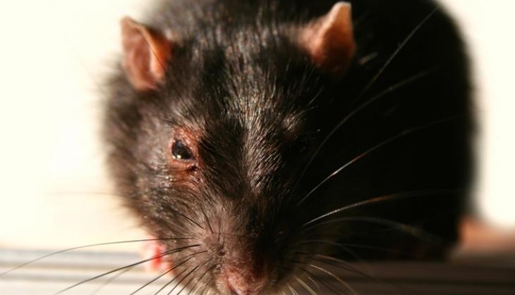 Rats