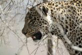 Mother fights leopard for 15 minutes to save her child 