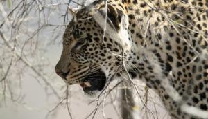 7-year-old boy killed by leopard in UP village 