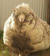 Rebellious runaway sheep creates world record, 40 kgs of wool sheared 