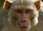 Lawless monkey, helpless police: Monkey rams bus into two other vehicles 