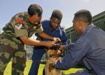 Soon a policy to stop euthanasia of Army dogs 