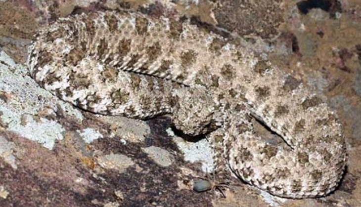 snake