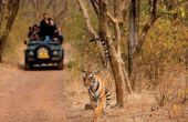 Schools, hotels stand within 500 metres of Ranthambore wildlife sanctuary without NOC 