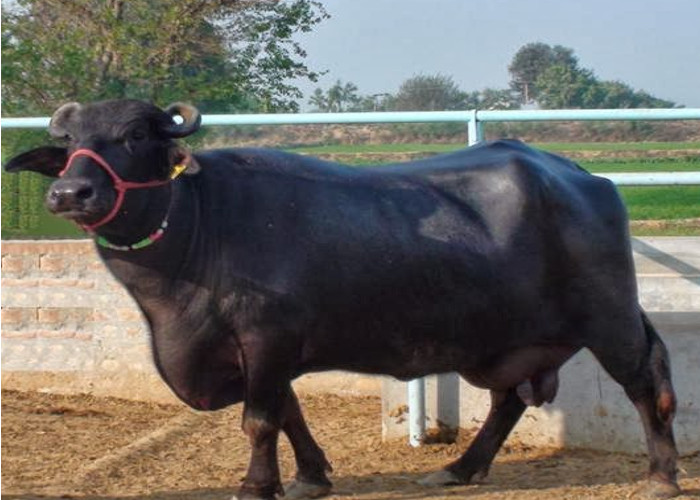 Shocking! Teen girl forced to eat buffalo dung to ward off evil spirits