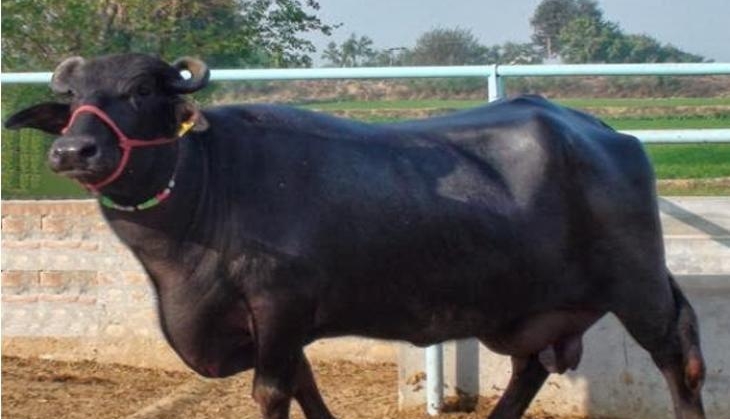 Buffalo