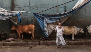 Cattle trade ban: SC stays centre's new cattle slaughter notification