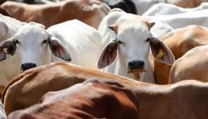 Madhya Pradesh: Woman disowned by family for running cow shelter