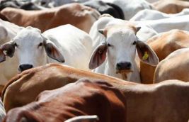 Use cow urine as disinfectant in hospitals, advises Mumbai corporator 