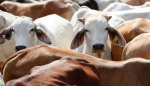 Gujarat Assembly amends Cow Protection Law