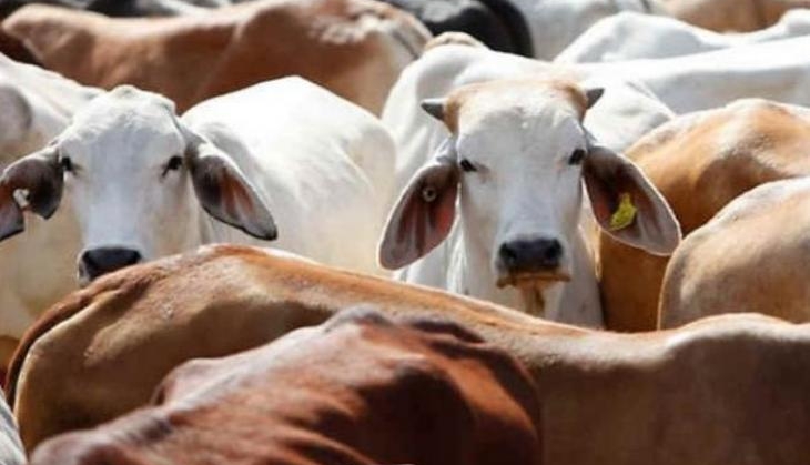 cow