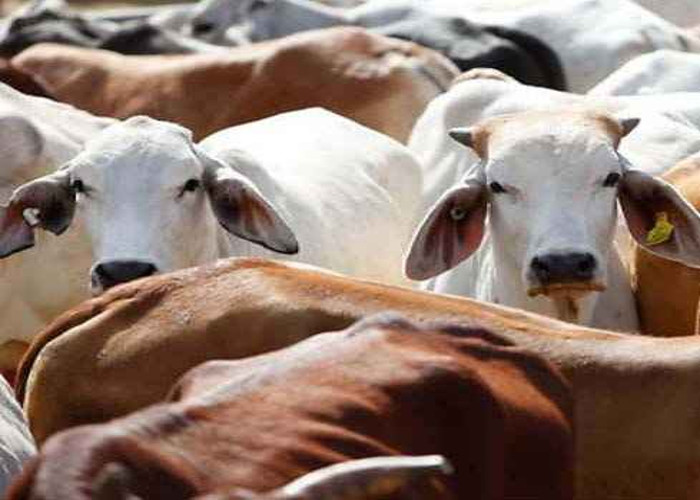 Post beef rumours, Jaipur city hotel sealed, manager arrested