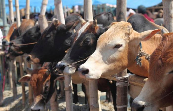 Crackdown on illegal slaughtering is 
