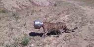 Watch: thirsty leopard gets head stuck in a pot  