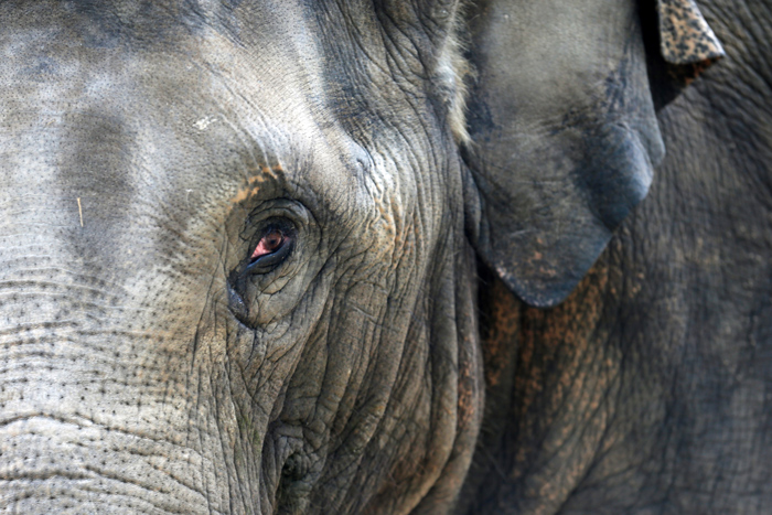 #WildlifeWeek: How elephants suffer in captivity 