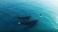 Video: Drone captures two whales and a human co-existing peacefully   