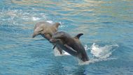 Hoogly to get India's first community reserve for endangered Gangetic dolphins 