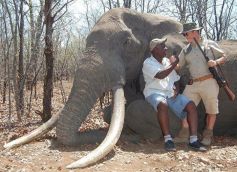 German hunter pays $60,000 to hunt Zimbabwe's biggest elephant 