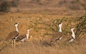 Have you ever seen a Great Indian Bustard? Chances are you never will 