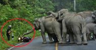 Viral video: elephant herd chases loud biker off its turf, makes him 'beg' for mercy 