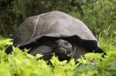 This new tortoise species discovered in the Pacific is just magnificent. Here's why! 