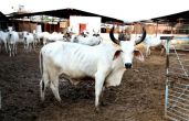 Proposal passed to build six cow shelters in crowded Mumbai 