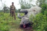 Another brutality in Kaziranga: poachers kill strayed rhino, remove horns, nails and ears 