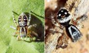 This new species of spider discovered in India will blow your mind 