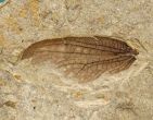 A 120 million-year-old insect wing has something to say about China 