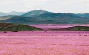 This desert bloom is the prettiest thing you will see today 