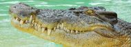 El Nino may kill endangered Australian crocodiles, warn experts 