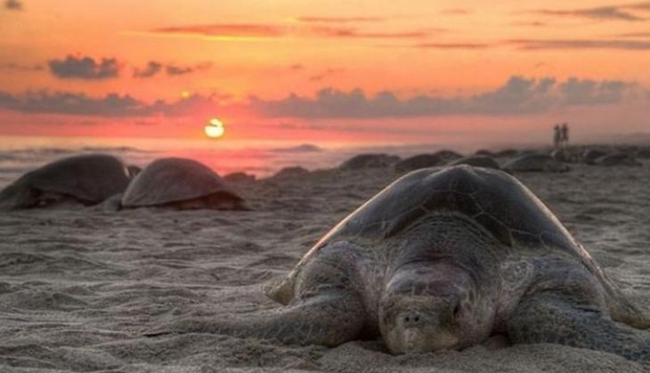 turtle