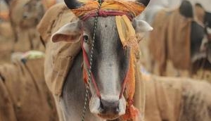 Cow electrocuted after rains