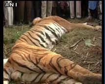 Tiger beaten to death by villagers in UP's Bijnor district 