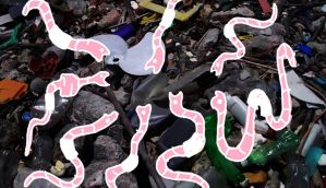 #Unbelievable: a tiny worm may be the solution to the world's plastic problem 