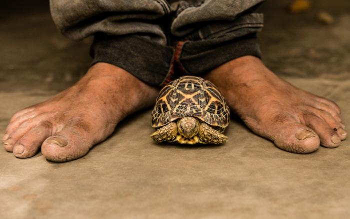 Tortoises have a lifespan of over a 100 years; But not anymore  